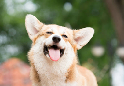 <p>Better Pet Care, One Dog at a Time</p>