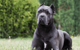 10 Essential Training Tips for Your Cane Corso Puppy - EachPaw