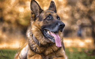 10 Must-Know Tips for Caring for a German Shepherd Puppy - EachPaw