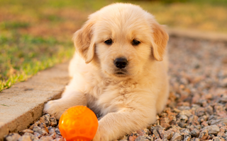 7 Essential Training Tips for Golden Retriever Puppies