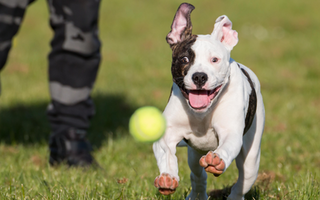 American Bulldog Exercise Needs: Keeping Your American Bulldog Fit and Happy