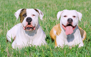 American Bulldog: What to Expect from Your Dog