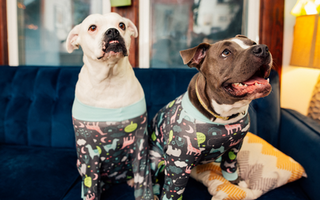 Are American Bulldog Good with Kids? A Family-Friendly Breed Analysis