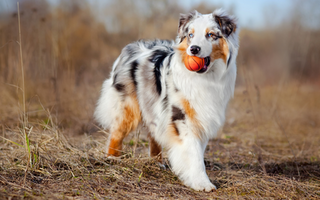 Are Australian Shepherd Good with Kids? A Family-Friendly Breed Analysis