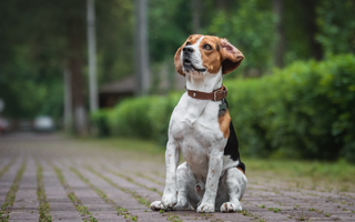 Are Beagle Good with Kids? A Family-Friendly Breed Analysis