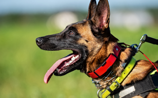 Are Belgian Malinois Good with Kids? A Family-Friendly Breed Analysis