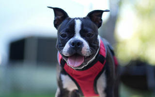 Are Boston Terrier Good with Kids? A Family-Friendly Breed Analysis