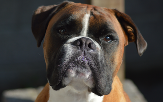 Are Boxers Good with Kids? A Family-Friendly Breed Analysis