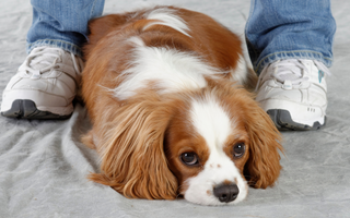 Are Brittany Spaniel Good with Kids? A Family-Friendly Breed Analysis