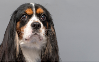 Are Cavalier King Charles Spaniel Good with Kids? A Family-Friendly Breed Analysis