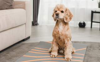 Are Cocker Spaniel Good with Kids? A Family-Friendly Breed Analysis