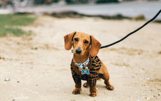 Are Dachshunds Good with Kids? A Family-Friendly Breed Analysis