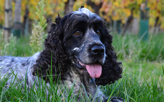 Are English Cocker Spaniel Good with Kids? A Family-Friendly Breed Analysis