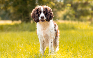 Are English Springer Spaniel Good with Kids? A Family-Friendly Breed Analysis
