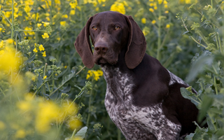 Are German Shorthaired Pointers Good with Kids? A Family-Friendly Breed Analysis