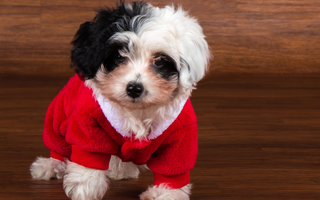 Are Havanese Good with Kids? A Family-Friendly Breed Analysis