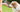 Are Miniature American Shepherd Good with Kids? A Family-Friendly Breed Analysis