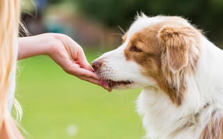 Are Miniature American Shepherd Good with Kids? A Family-Friendly Breed Analysis