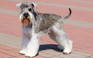 Are Miniature Schnauzer Good with Kids? A Family-Friendly Breed Analysis