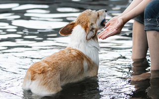 Are Pembroke Welsh Corgi Good with Kids? A Family-Friendly Breed Analysis