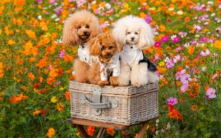 Are Poodle Good with Kids? A Family-Friendly Breed Analysis