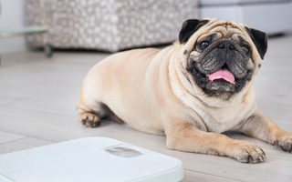 Are Pug Good with Kids? A Family-Friendly Breed Analysis