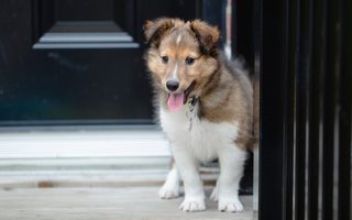 Are Shetland Sheepdog Good with Kids? A Family-Friendly Breed Analysis