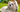 Are Shih Tzu Good with Kids? A Family-Friendly Breed Analysis