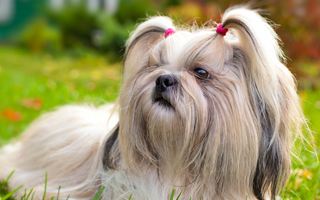 Are Shih Tzu Good with Kids? A Family-Friendly Breed Analysis
