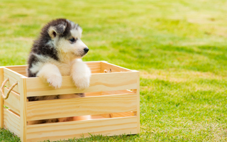 Are Siberian Husky Good with Kids? A Family-Friendly Guide