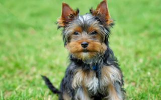 Are Yorkshire Terrier Good with Kids? A Family-Friendly Breed Analysis