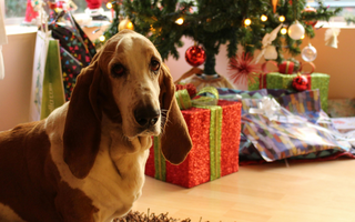 Are the Basset Hound Good with Kids? A Family-Friendly Breed Analysis