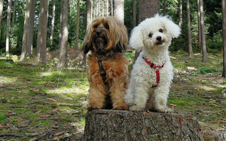 Are the Bichon Frise Good with Kids? A Family-Friendly Breed Analysis