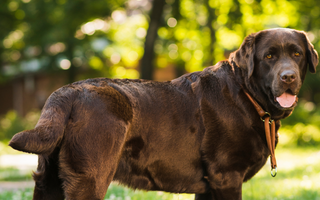 Are the Chesapeake Bay Retriever Good with Kids? A Family-Friendly Breed Analysis