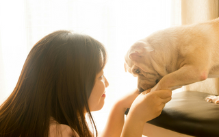 Are the English Bulldog Good with Kids? A Family-Friendly Breed Analysis