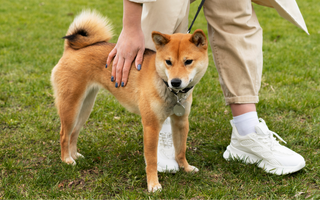 Are the Shiba Inu Good with Kids? A Family-Friendly Breed Analysis
