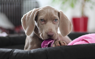 Are the Weimaraners Good with Kids? A Family-Friendly Breed Analysis