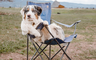Australian Shepherd Exercise Needs: Keeping Your Australian Shepherd Fit and Happy