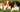 Australian Shepherd: What to Expect from Your Dog