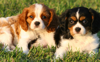 Australian Shepherd: What to Expect from Your Dog