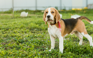 Basset Hound Exercise Needs: Keeping Your Basset Hound Fit and Happy