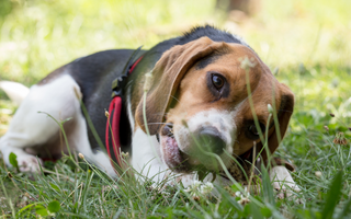 Basset Hound Temperament: What to Expect from Your Dog