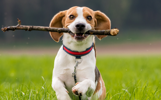 Beagle Exercise Needs: Keeping Your Beagle Fit and Happy