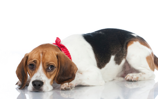 Beagle Temperament: What to Expect from Your Dog