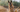 Belgian Malinois Exercise Needs: Keeping Your Belgian Malinois Fit and Happy