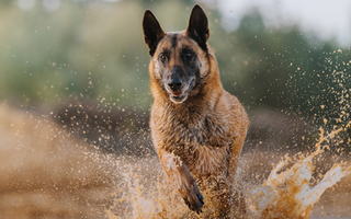 Belgian Malinois Exercise Needs: Keeping Your Belgian Malinois Fit and Happy