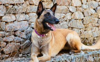 Belgian Malinois Temperament: What to Expect from Your Dog