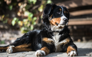 Bernese Mountain Dog Grooming: Coat Care and Hygiene Tips