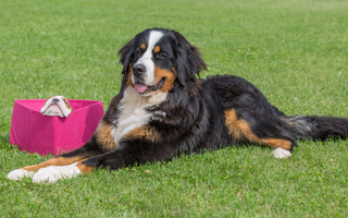Bernese Mountain Dog vs Newfoundland: Choosing the Right Gentle Giant for You