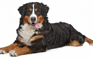 Bernese Mountain Dogs and Family Life: Are They Good with Kids and Other Pets?